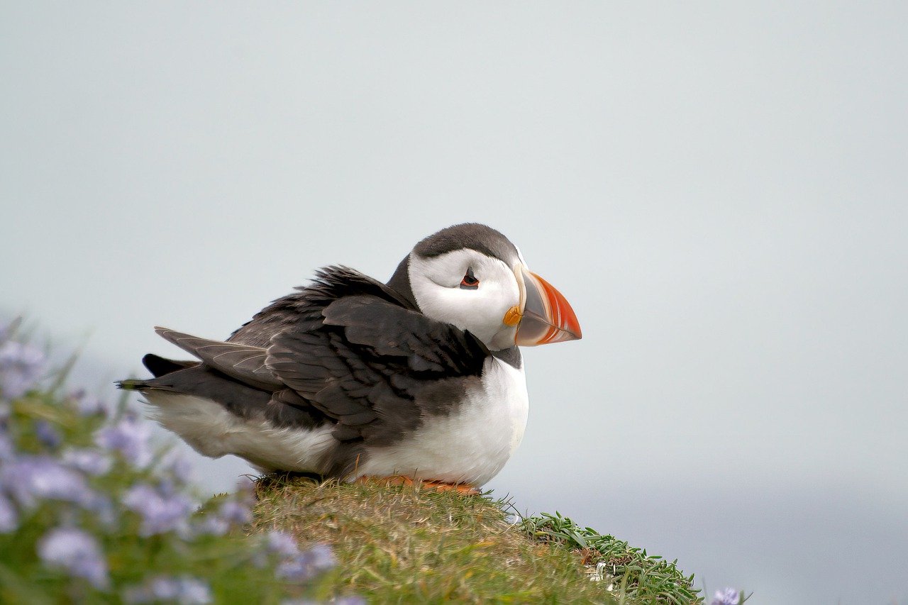 If You Love Birds, Don't Do This in Your Garden